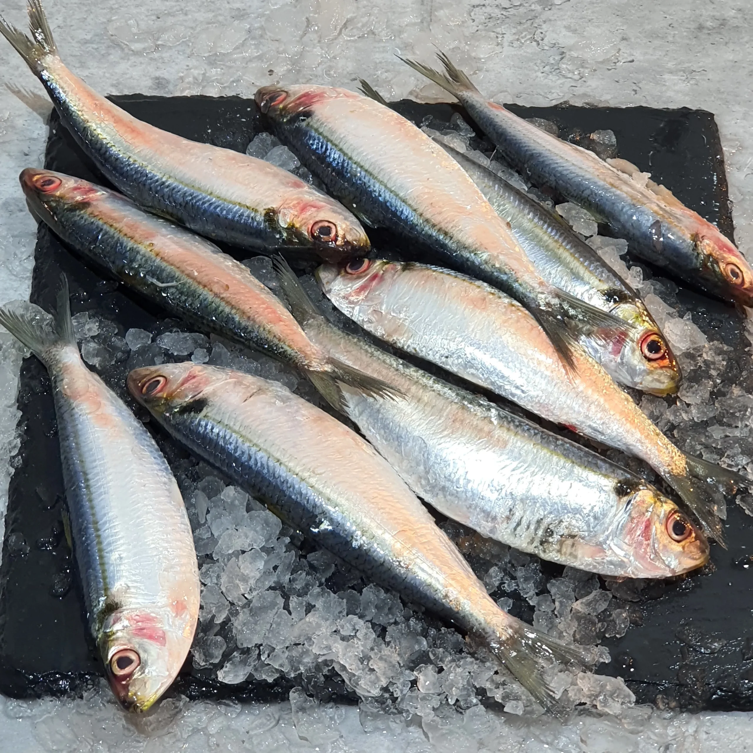 Sardines Fish - Image 3