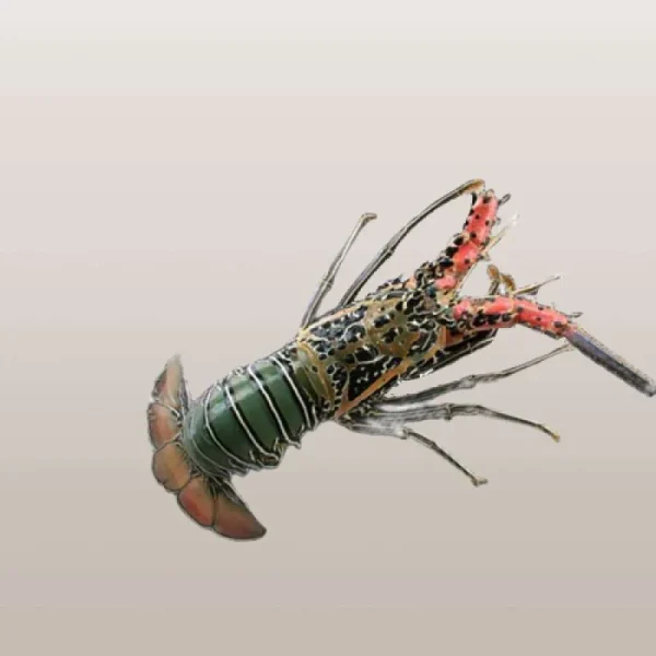 Panulirus Versicolor Lobster - Image 2