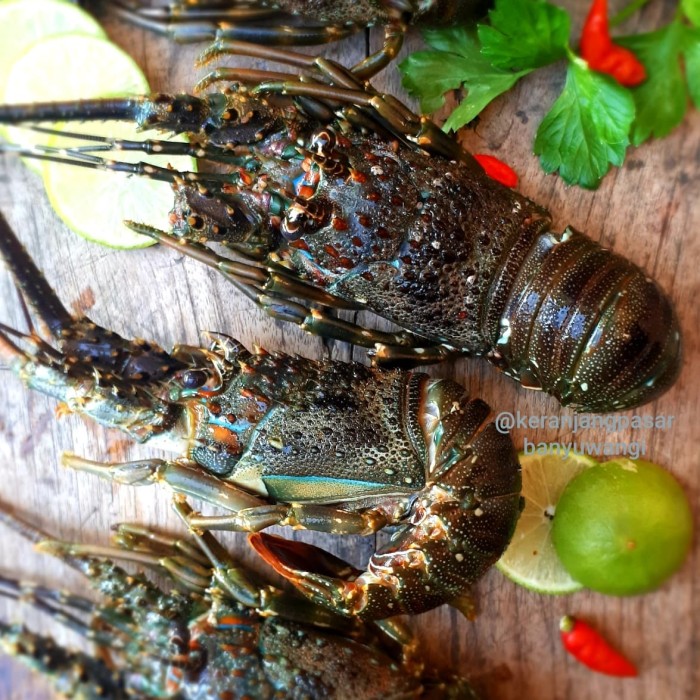 Scalloped Spiny Lobster