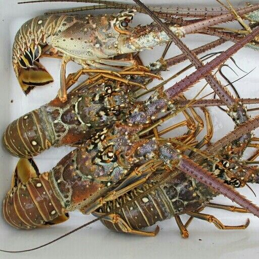 Scalloped Spiny Lobster - Image 2