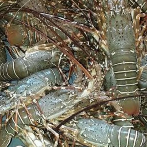 Scalloped Spiny Lobster - Image 3