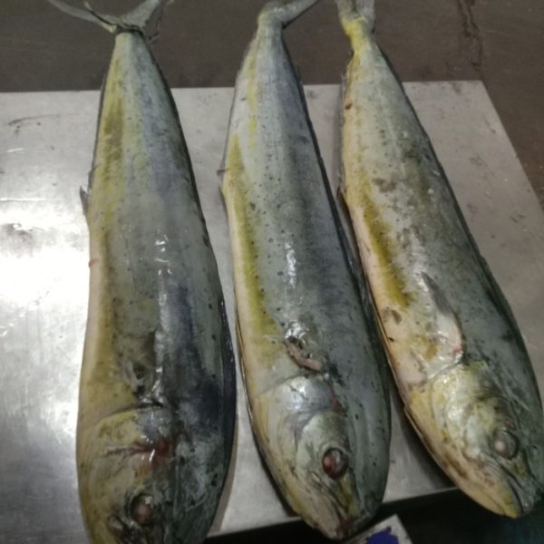 Mahi Mahi - Image 2