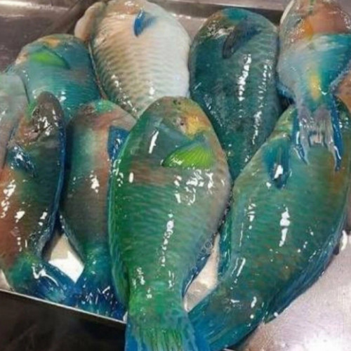 Parrot Fish