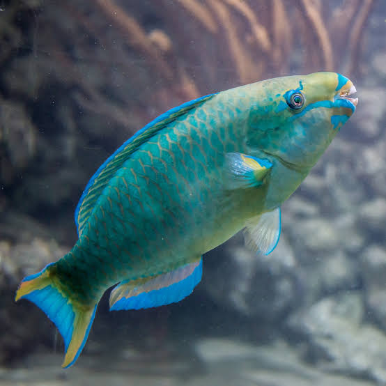 Parrot Fish - Image 2