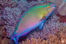Parrot Fish - Image 3