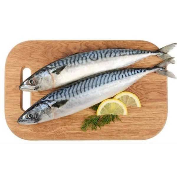 Spanish Mackerel