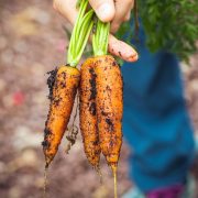 A hand holding freshly harvested organic carrots with soil in a garden setting.